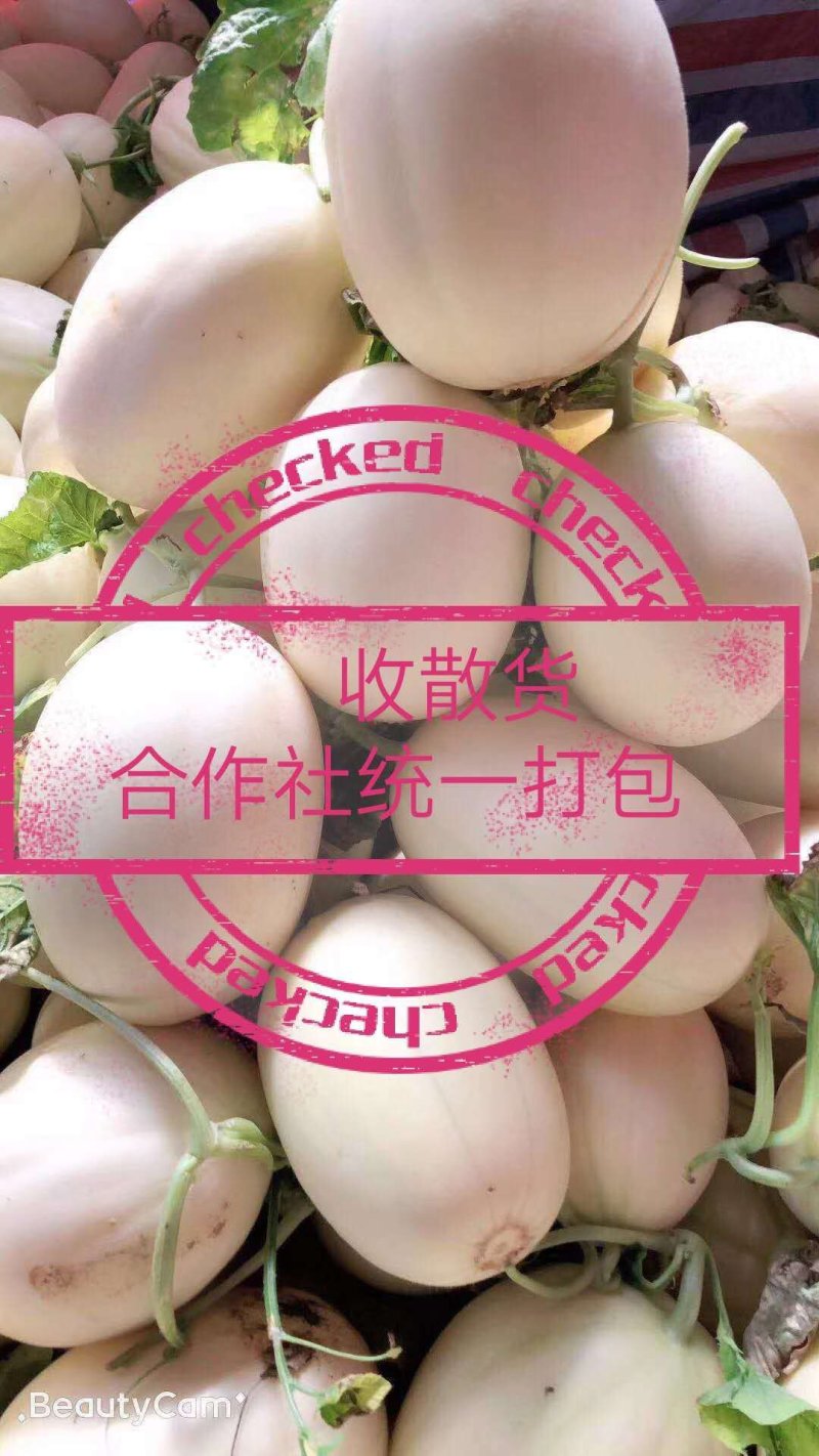 东方蜜一号甜瓜精品甜瓜1斤以上量大质优代发全国