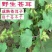 正宗野生苍耳子鼻通鼻苍耳草毛苍子粉中药材炒苍耳辛夷花鹅不