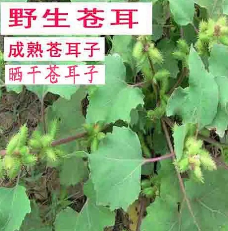 正宗野生苍耳子鼻通鼻苍耳草毛苍子粉中药材炒苍耳辛夷花鹅不
