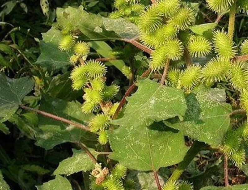 正宗野生苍耳子鼻通鼻苍耳草毛苍子粉中药材炒苍耳辛夷花鹅不