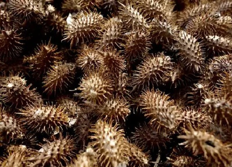正宗野生苍耳子鼻通鼻苍耳草毛苍子粉中药材炒苍耳辛夷花鹅不