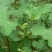 正宗野生苍耳子鼻通鼻苍耳草毛苍子粉中药材炒苍耳辛夷花鹅不