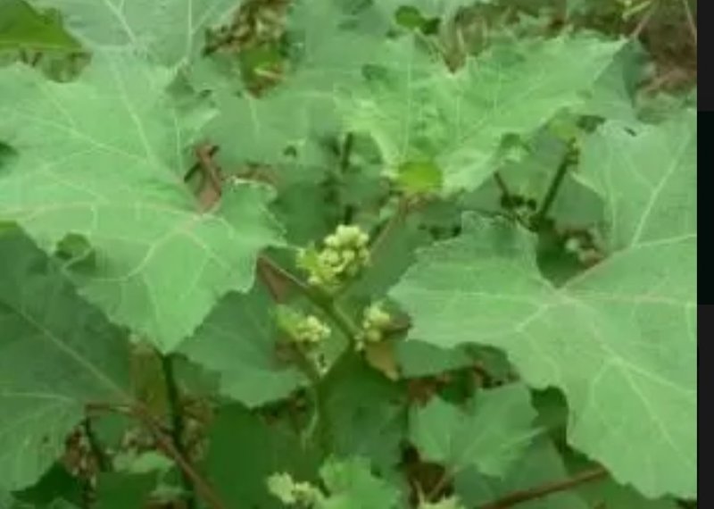 正宗野生苍耳子鼻通鼻苍耳草毛苍子粉中药材炒苍耳辛夷花鹅不