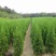 塔柏出售1米5至2米塔柏价格规格齐全，欢迎来电咨询
