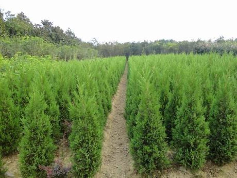 塔柏出售1米5至2米塔柏价格规格齐全，欢迎来电咨询