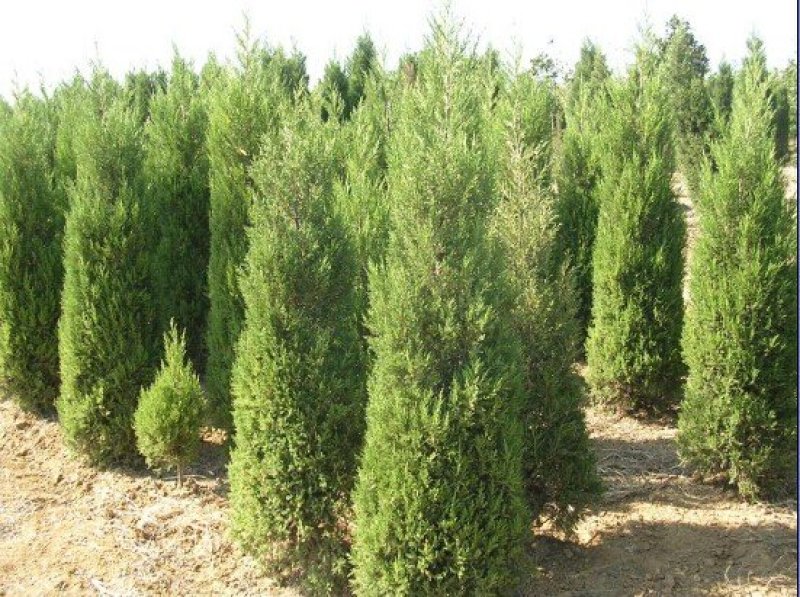 塔柏出售1米5至2米塔柏价格规格齐全，欢迎来电咨询