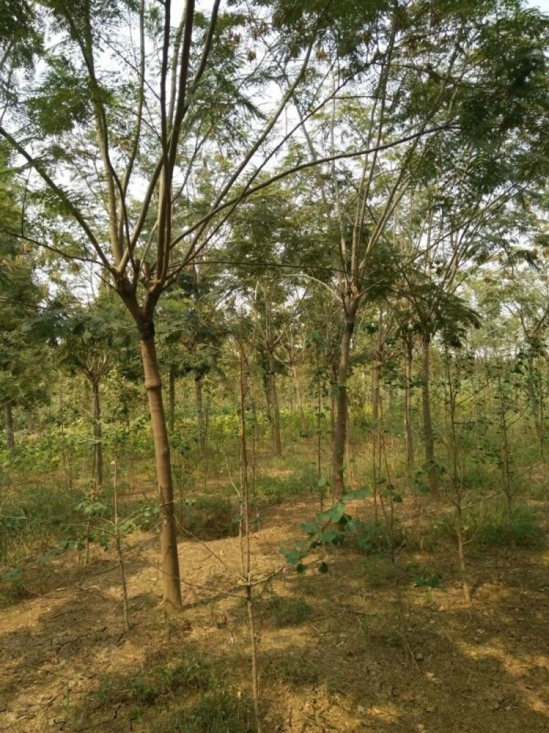 出售合欢树苗合欢小苗基地直销批发优惠苗圃货