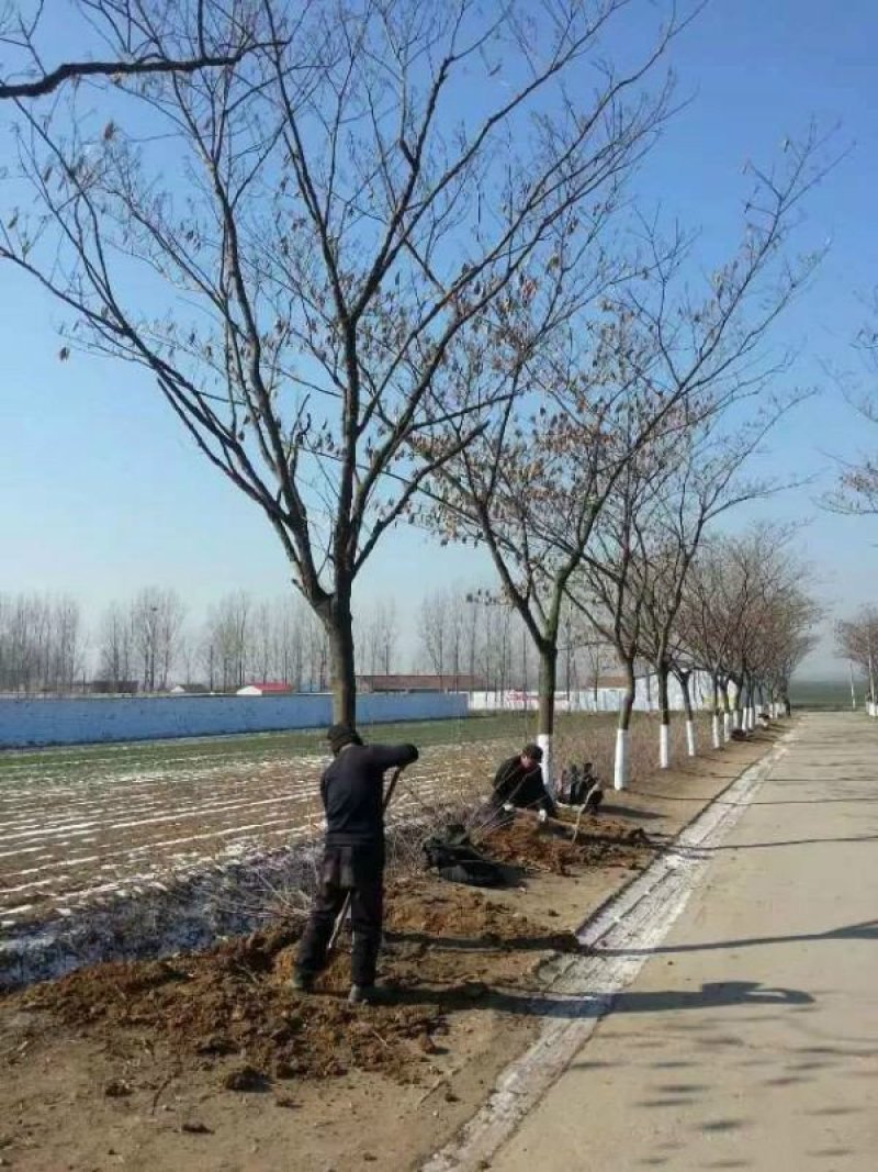 出售合欢树苗合欢小苗基地直销批发优惠苗圃货