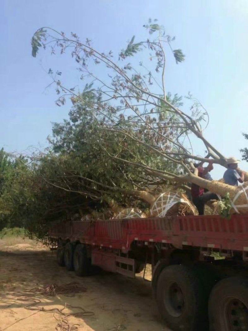 出售合欢树苗合欢小苗基地直销批发优惠苗圃货