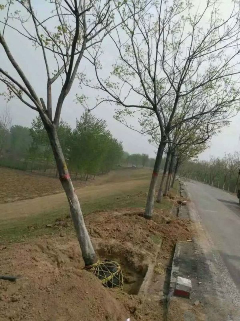 出售合欢树苗合欢小苗基地直销批发优惠苗圃货