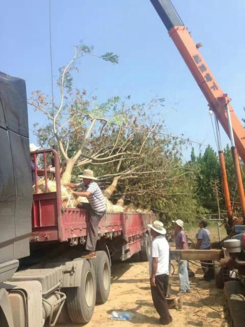 出售合欢树苗合欢小苗基地直销批发优惠苗圃货