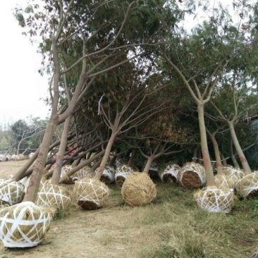 出售合欢树苗合欢小苗基地直销批发优惠苗圃货