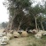 出售合欢树苗合欢小苗基地直销批发优惠苗圃货