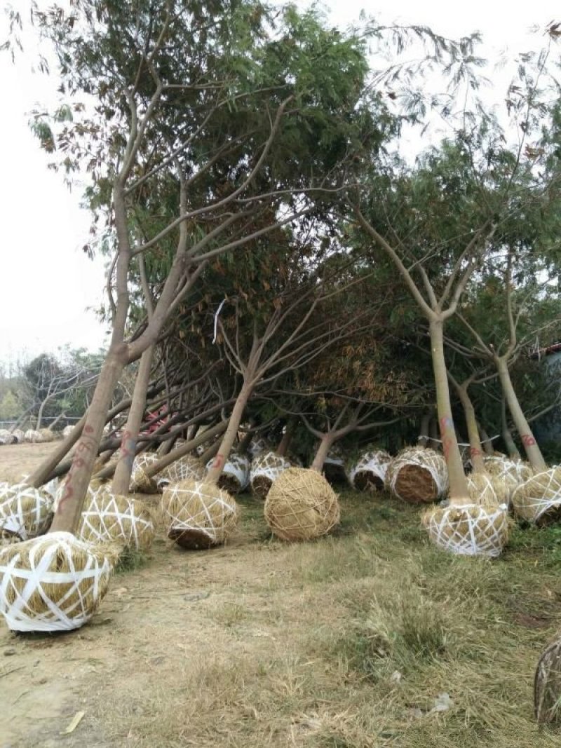 出售合欢树苗合欢小苗基地直销批发优惠苗圃货