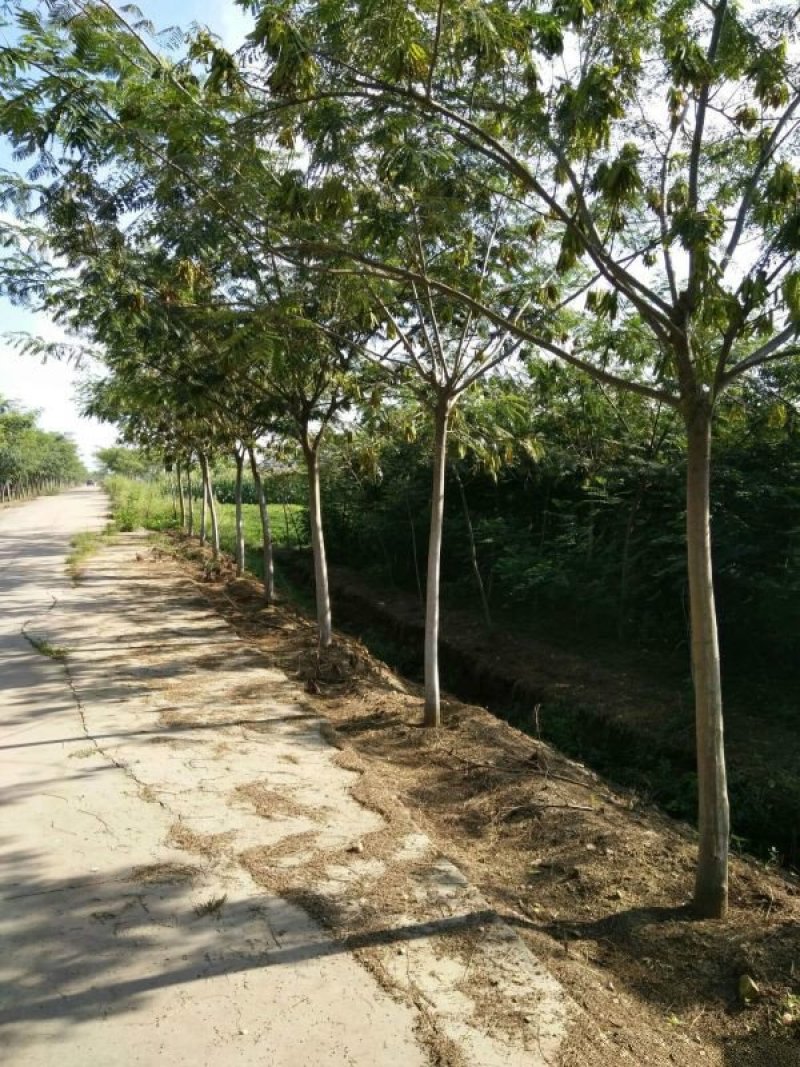 常年批发供应合欢树价格优惠，沭阳合欢树基地大量销售中