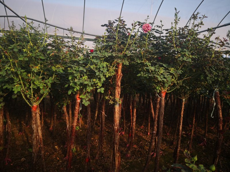 基地供应高杆月季1一6公分量大，月季图片，月季行情，