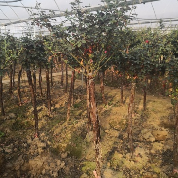 基地供应高杆月季1一6公分量大，月季图片，月季行情，