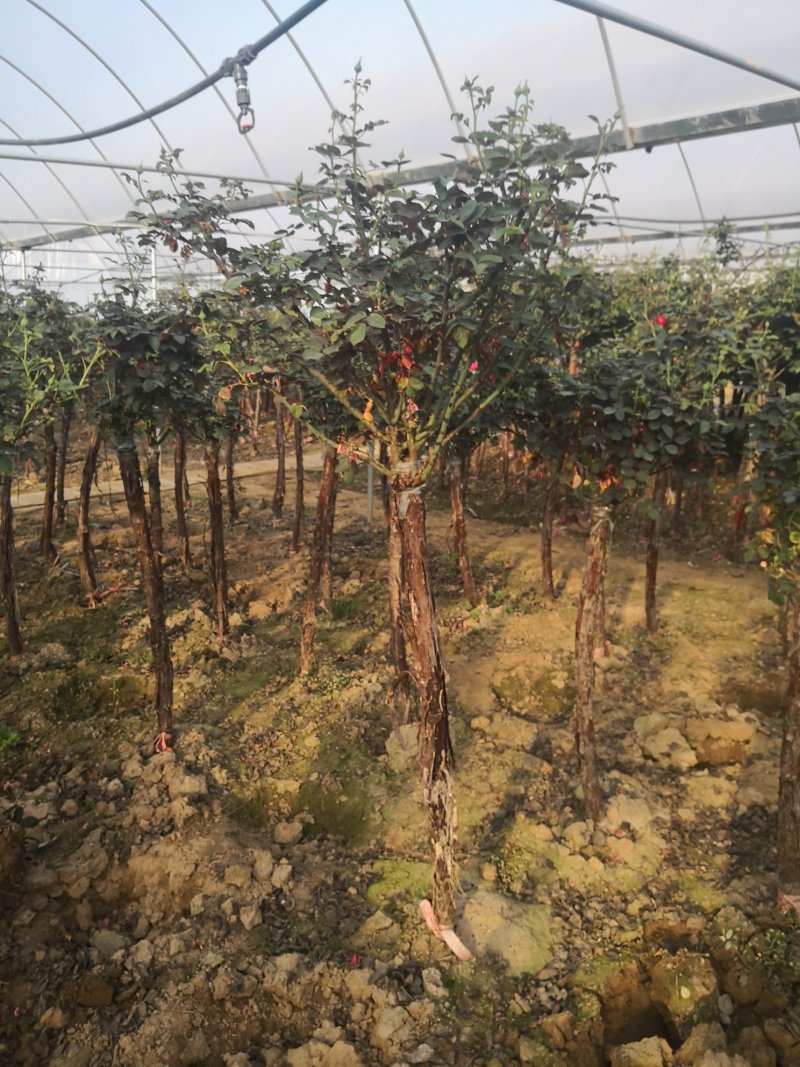 基地供应高杆月季1一6公分量大，月季图片，月季行情，