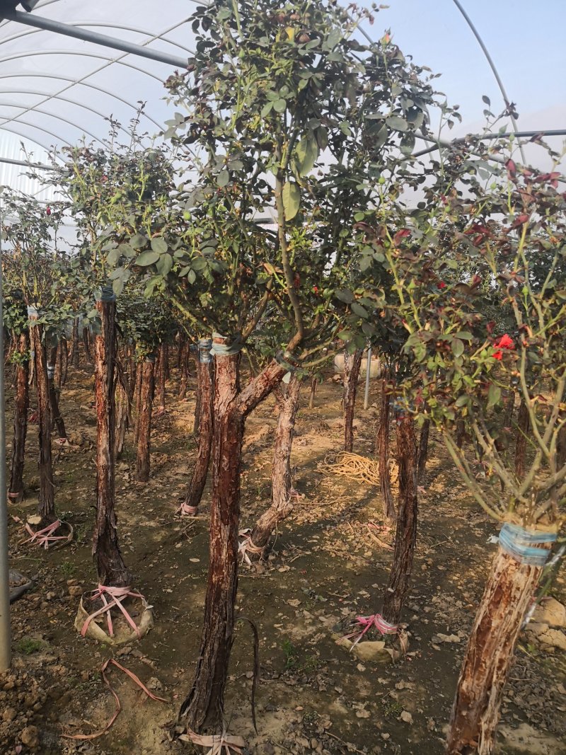 基地供应高杆月季1一6公分量大，月季图片，月季行情，