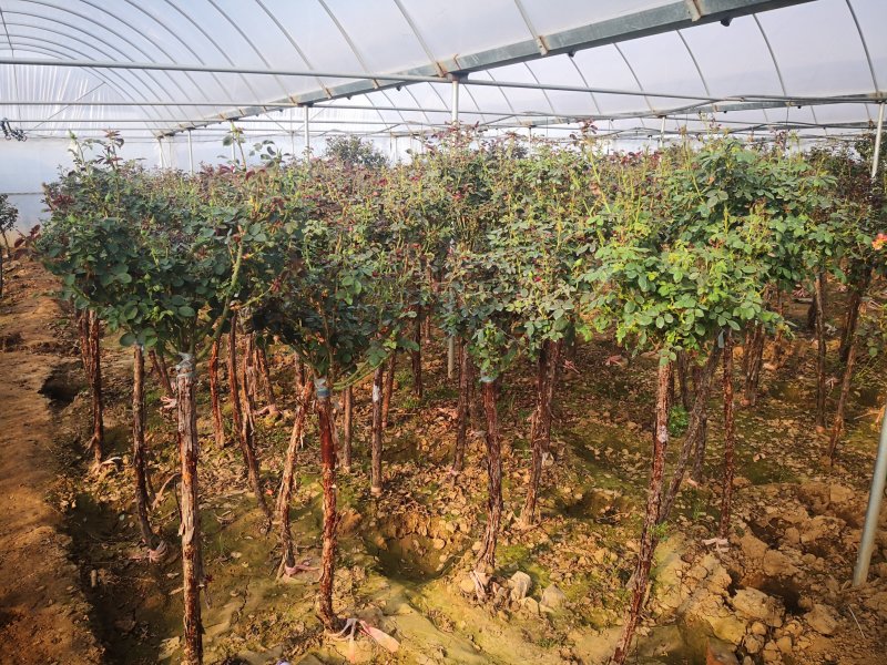 基地供应高杆月季1一6公分量大，月季图片，月季行情，