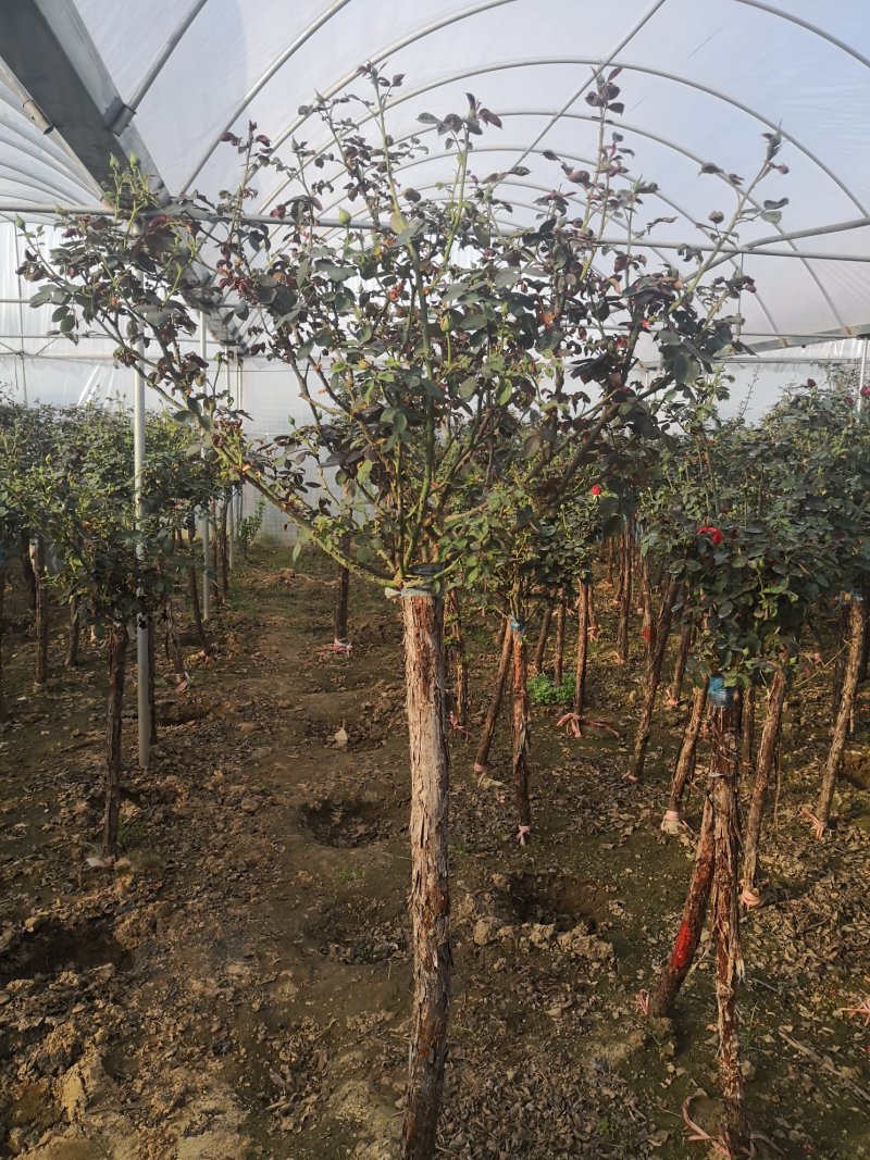 基地供应高杆月季1一6公分量大，月季图片，月季行情，