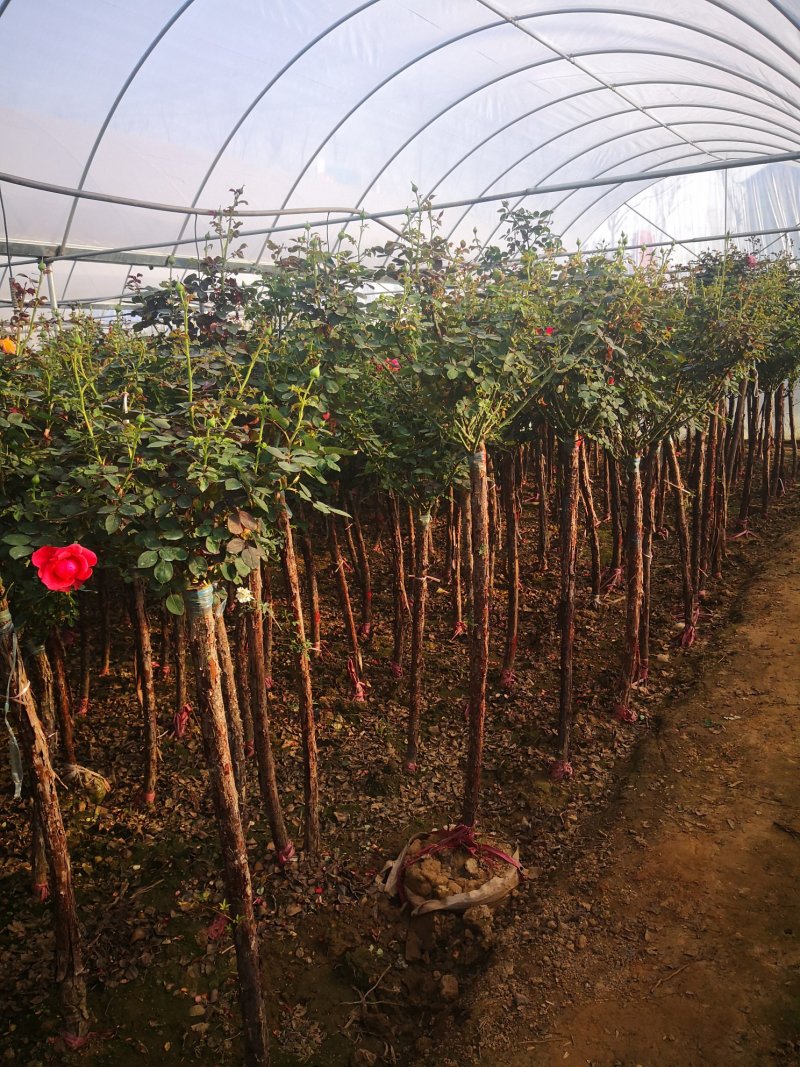 基地供应高杆月季1一6公分量大，月季图片，月季行情，
