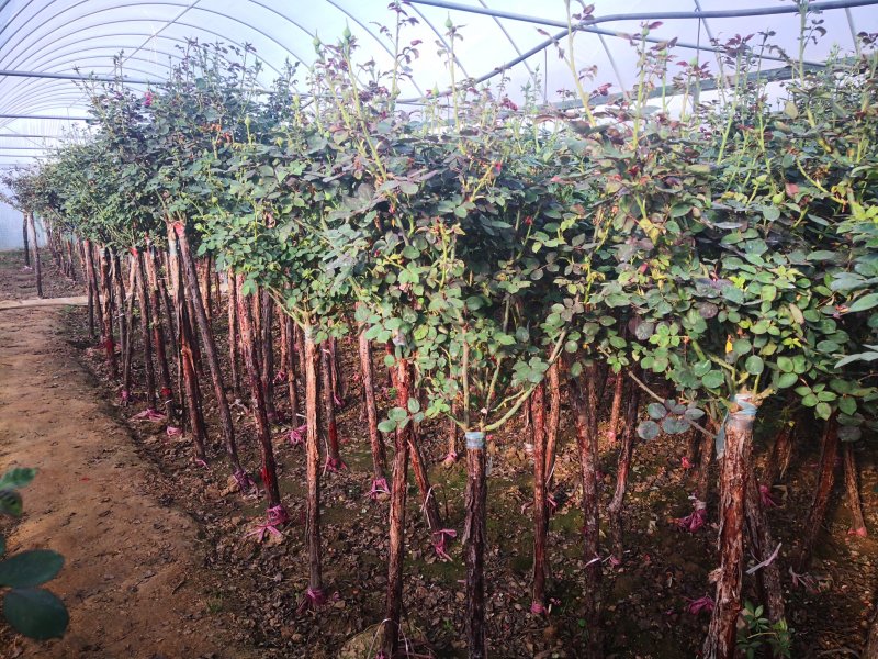 基地供应高杆月季1一6公分量大，月季图片，月季行情，
