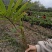 楠竹苗,无纺布网袋苗,杯口直径13CM,杯大,成活率高。