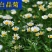 白晶菊优质种子易种易活四季易种花海庭院公园