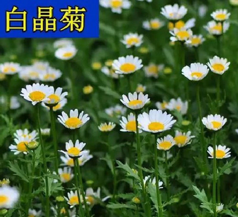 白晶菊优质种子易种易活四季易种花海庭院公园