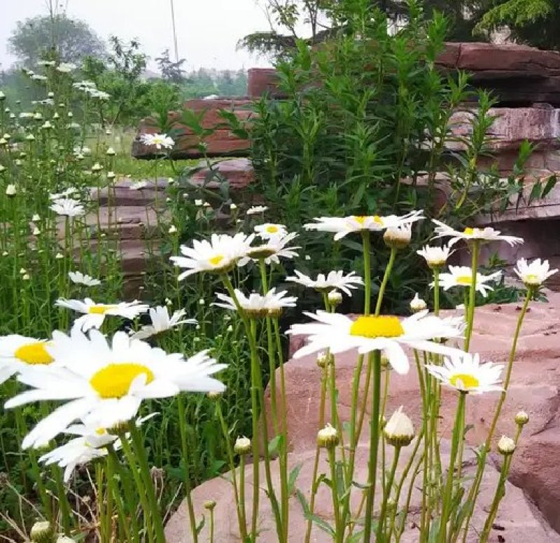 白晶菊优质种子易种易活四季易种花海庭院公园