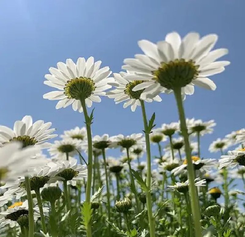 白晶菊优质种子易种易活四季易种花海庭院公园