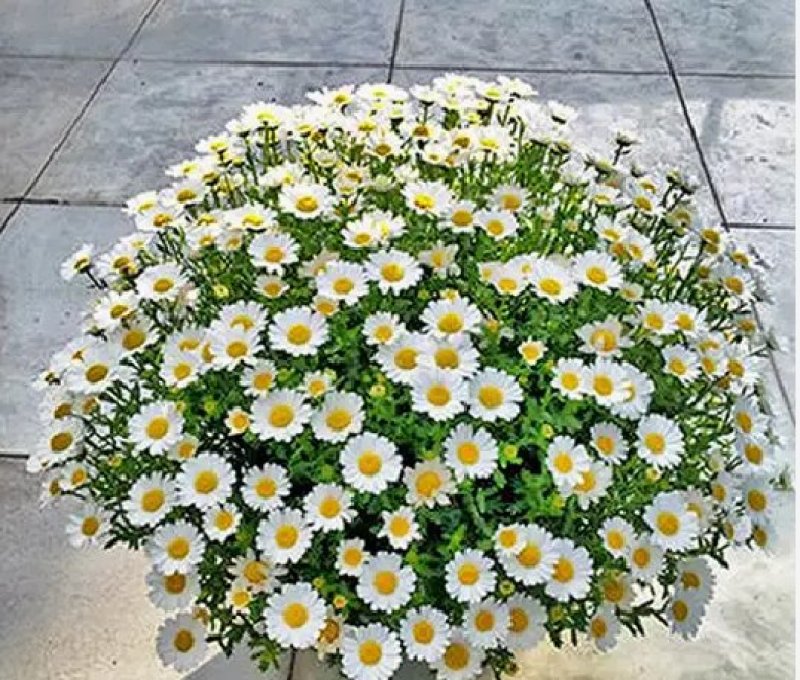 白晶菊优质种子易种易活四季易种花海庭院公园