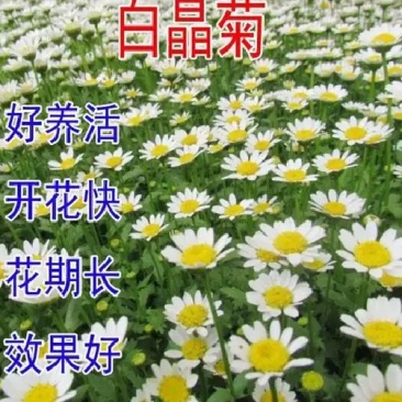 白晶菊优质种子易种易活四季易种花海庭院公园