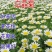 白晶菊优质种子易种易活四季易种花海庭院公园
