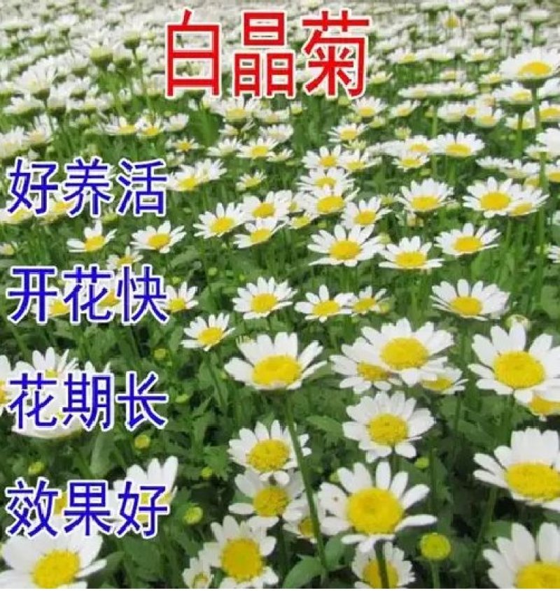 白晶菊优质种子易种易活四季易种花海庭院公园