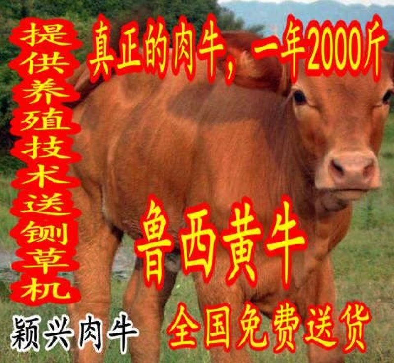 鲁西黄牛，三元杂交牛，改良肉牛，提供技术包成活