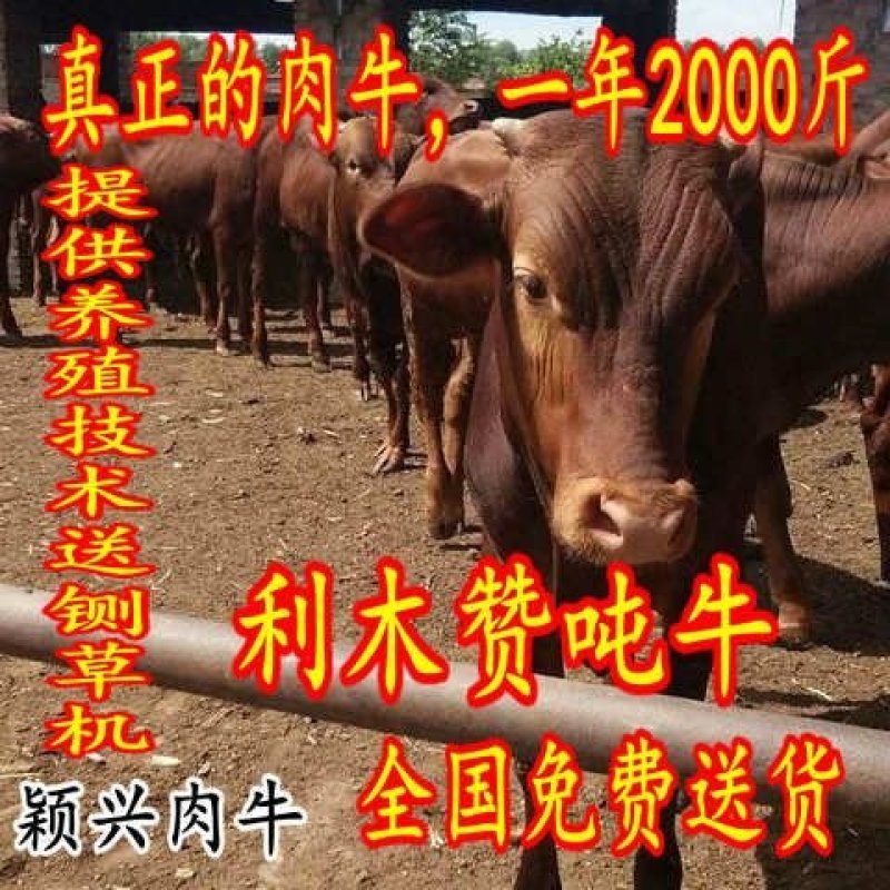 鲁西黄牛，三元杂交牛，改良肉牛，提供技术包成活