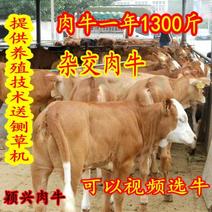 鲁西黄牛，三元杂交牛，改良肉牛，提供技术包成活