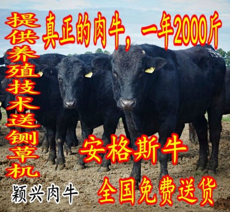 鲁西黄牛，三元杂交牛，改良肉牛，提供技术包成活