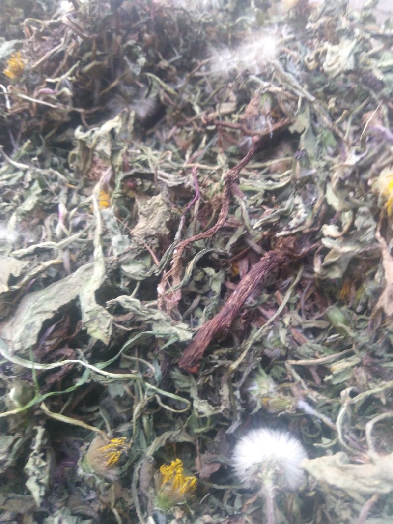 药用婆婆丁，野生蒲公英，药用蒲公英，泡茶用，带花带根干货