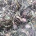 药用婆婆丁，野生蒲公英，药用蒲公英，泡茶用，带花带根干货