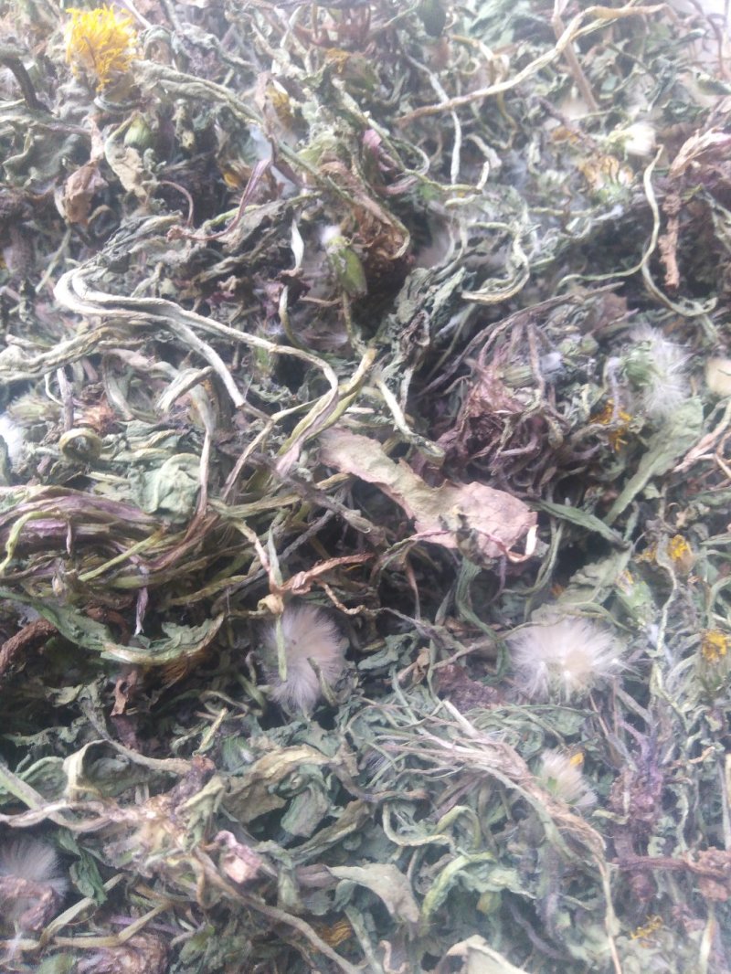 药用婆婆丁，野生蒲公英，药用蒲公英，泡茶用，带花带根干货