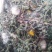 药用婆婆丁，野生蒲公英，药用蒲公英，泡茶用，带花带根干货