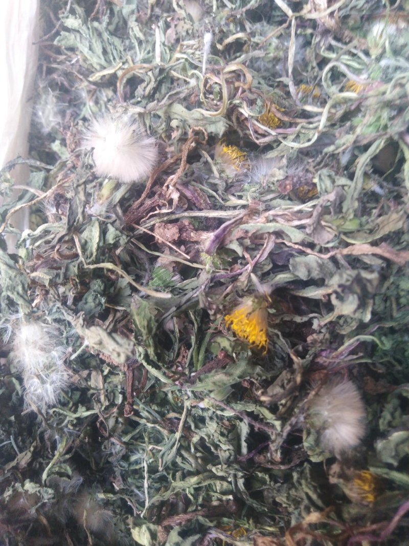 药用婆婆丁，野生蒲公英，药用蒲公英，泡茶用，带花带根干货