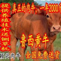 供应纯种鲁西黄牛犊300-600斤，全国免费送