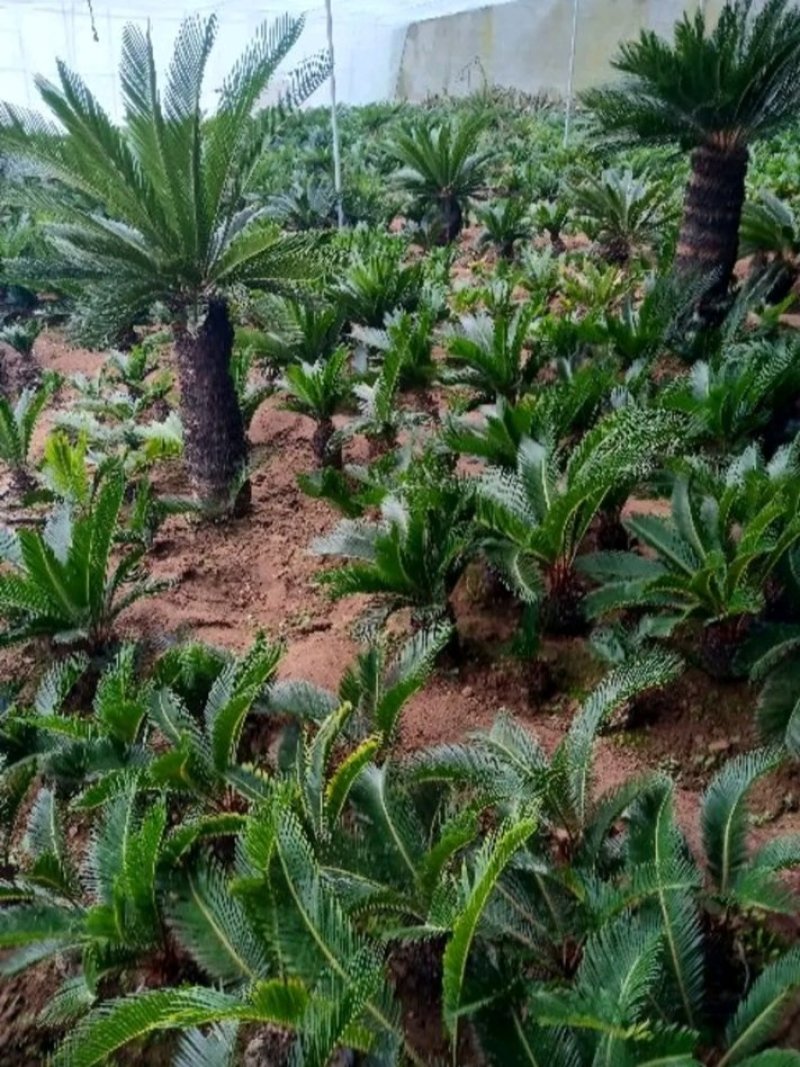 包邮.铁树盆栽基地直销零售批发.庭院绿植室内观赏