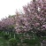 常年批发供应樱花价格优惠苗圃大量供应，基地直销