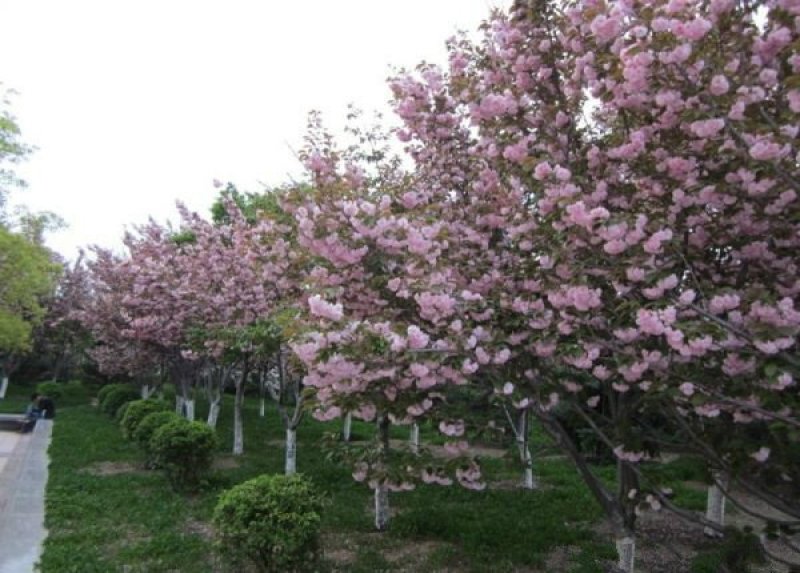 常年批发供应樱花价格优惠苗圃大量供应，基地直销
