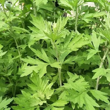 艾草种子种植食用艾草种籽野生艾草种籽大叶艾蒿青蒿四季驱蚊